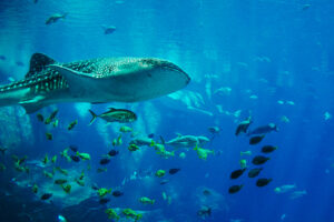 The amazing underwater world of Seychelles